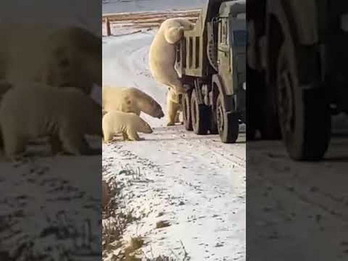 Белые медведи едва не угнали армейский КАМАЗ Позиция