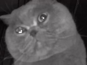 Плачущий кот собрал 28 тыс. просмотров в YouTube