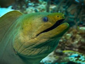 Схватка мурены и осьминога неожиданно закончилась честной ничьей