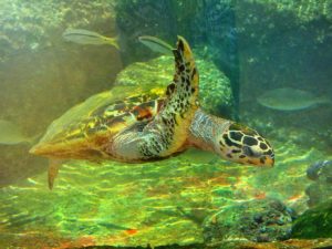 Ветеринары из Израиля лечат черепах с помощью майонеза