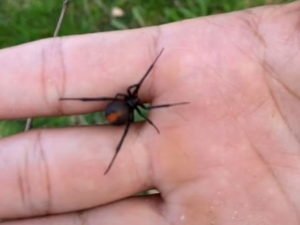 Блогер шокировал подписчиков, взяв в руки смертельно ядовитое насекомое