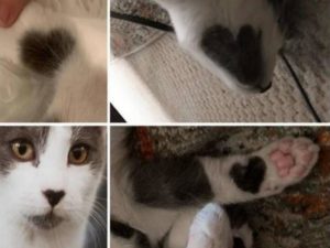 В Америке нашли кота, 