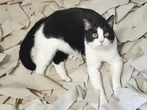 Видео с котиком из Беларуси собрало 7 млн просмотров в YouTube