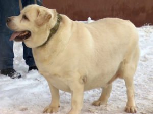 Лабрадор Хаммер