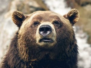 Американку в туалете укусил медведь