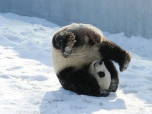 В Сети набирает популярность панда, катающаяся с горки в Московском зоопарке