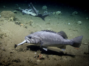 Ученые показали на видео обед глубоководных рыб