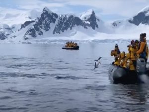 Пингвин спасся от косаток, благодаря туристам и собственной смекалке