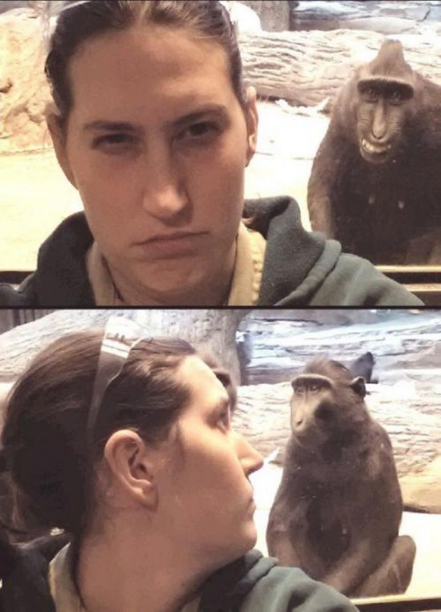 Самые смешные фотобомбы с участием животных