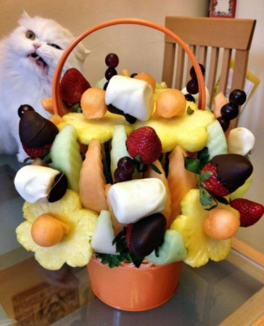 Самые смешные фотобомбы с участием животных