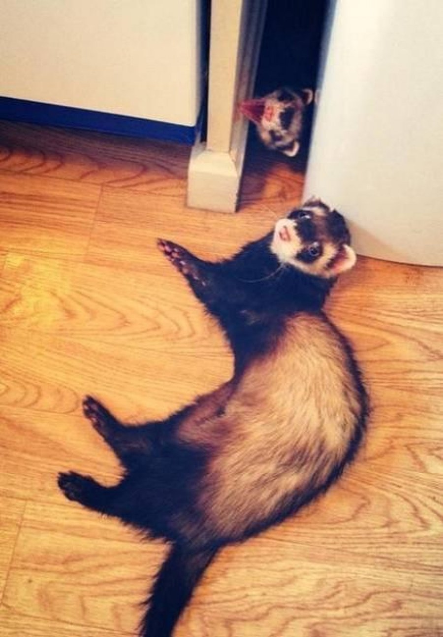 Самые смешные фотобомбы с участием животных