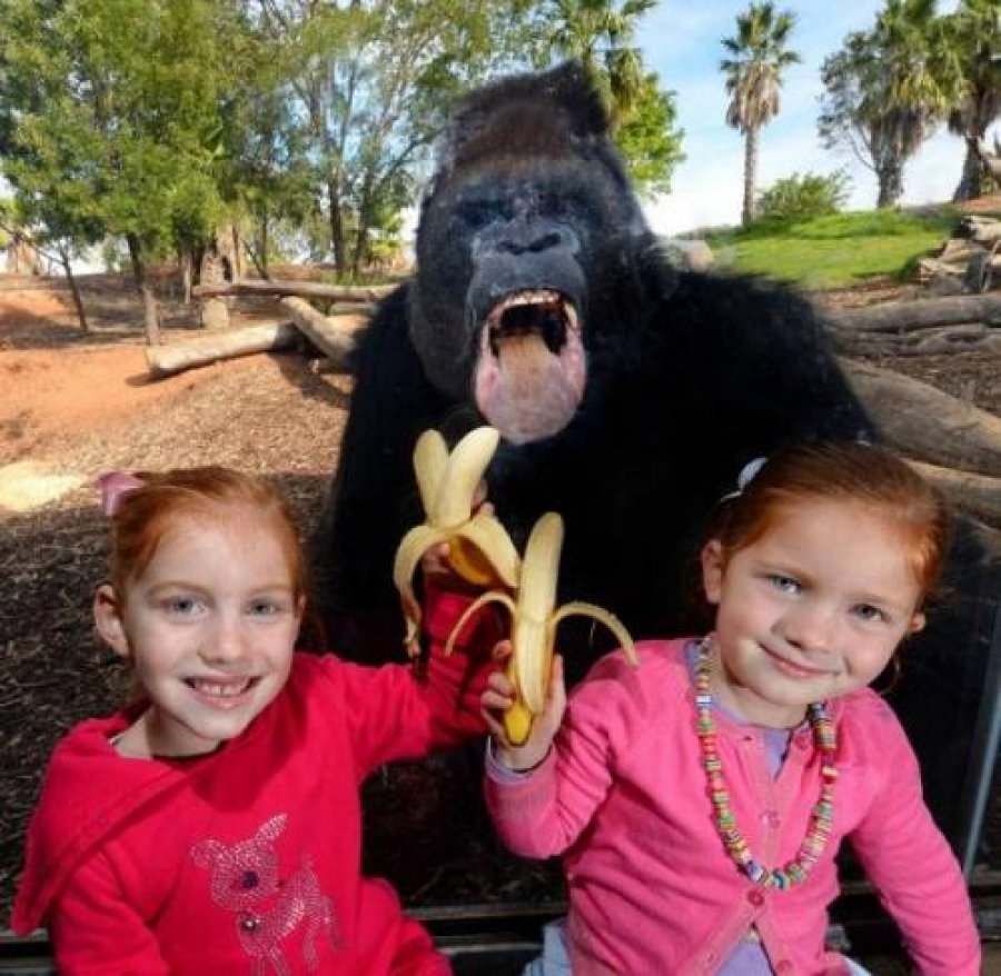 Самые смешные фотобомбы с участием животных