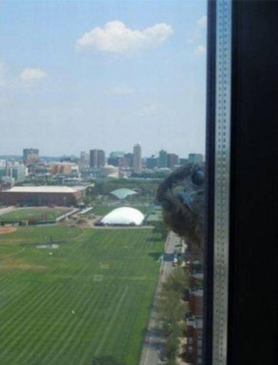 Самые смешные фотобомбы с участием животных