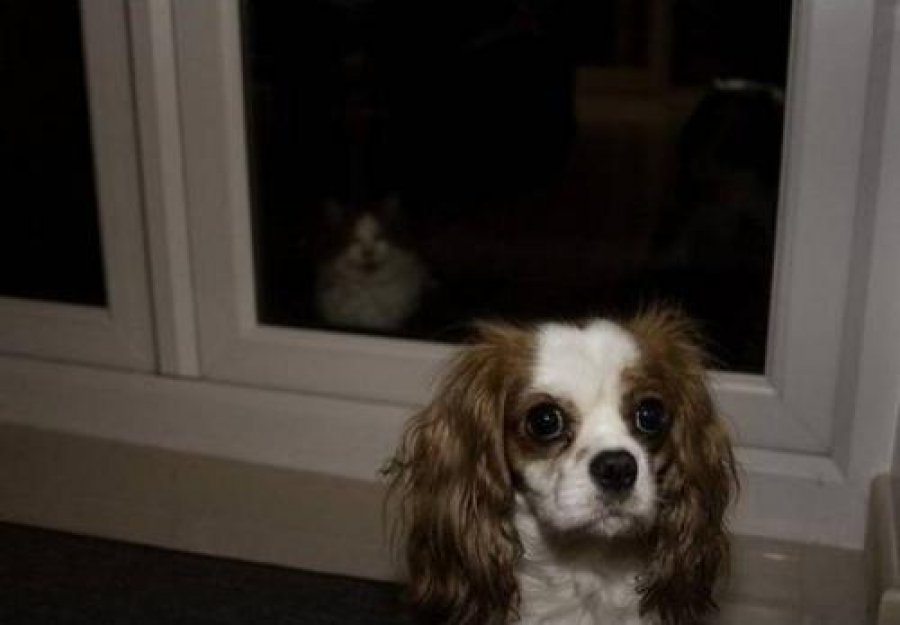 Самые смешные фотобомбы с участием животных