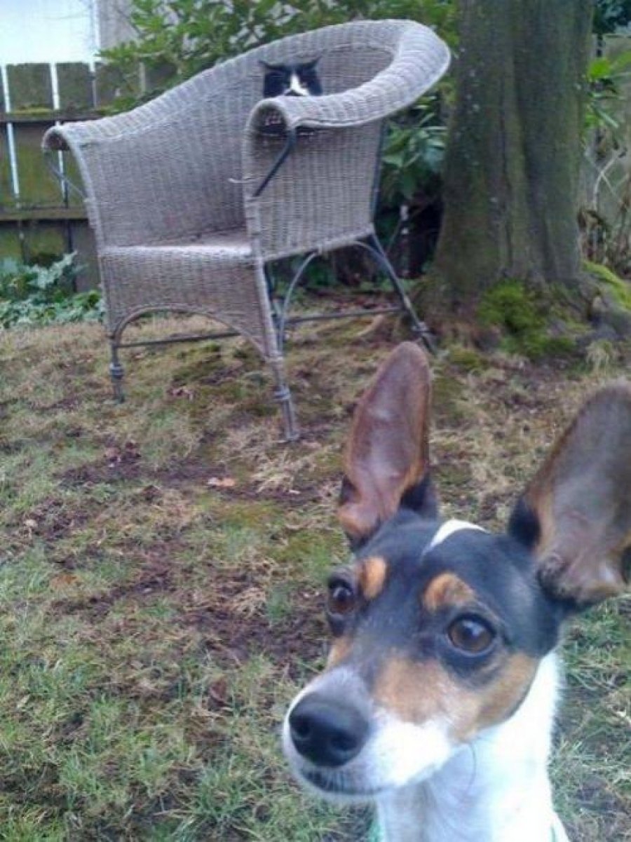 Самые смешные фотобомбы с участием животных