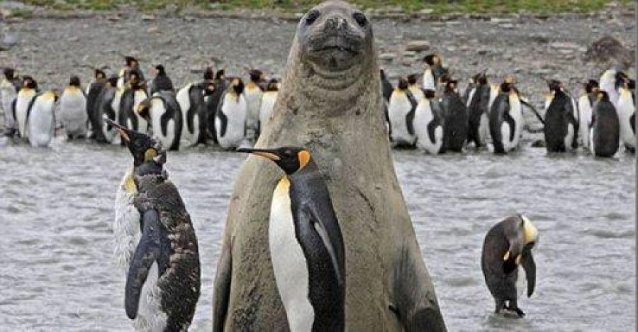 Самые смешные фотобомбы с участием животных