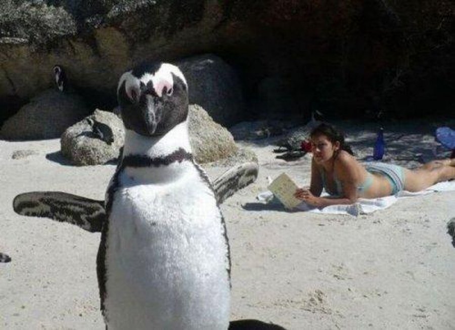 Самые смешные фотобомбы с участием животных