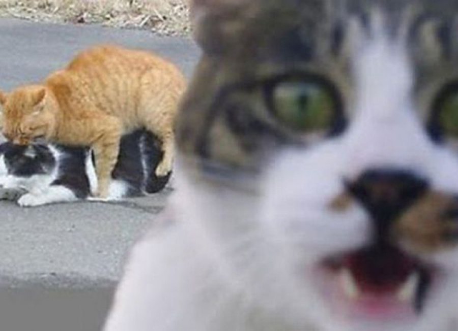 Самые смешные фотобомбы с участием животных