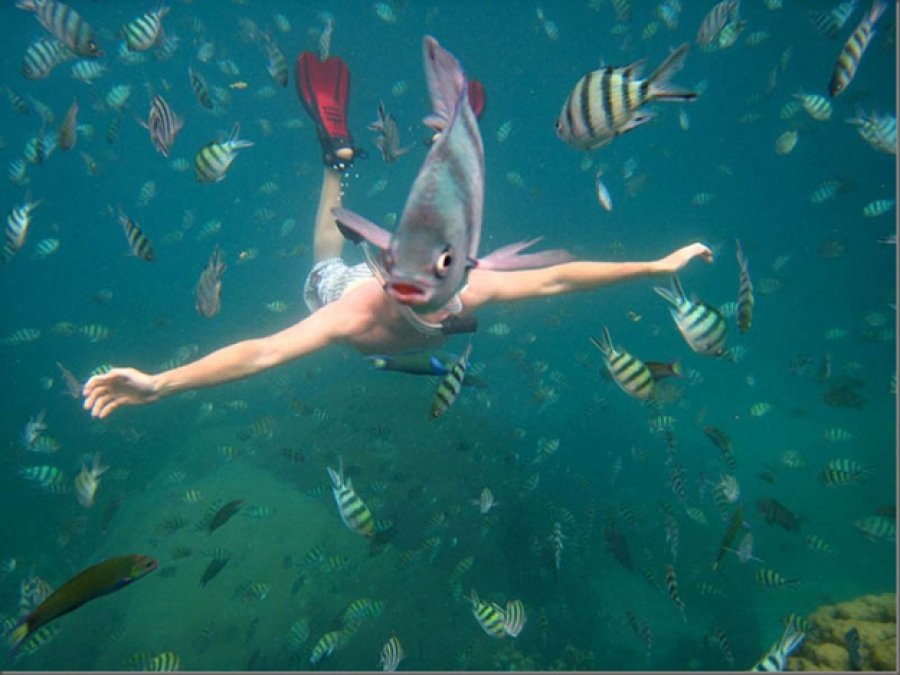 Самые смешные фотобомбы с участием животных