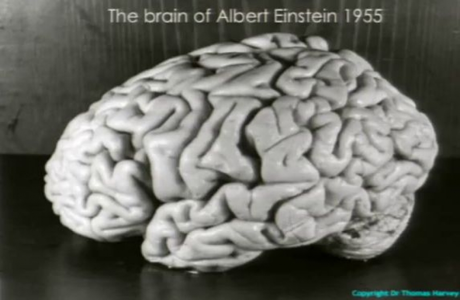 50 фактов из биографии Альберта Эйнштейна, которые вас удивят
