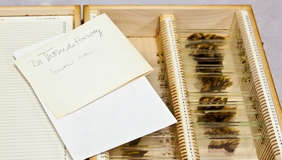 50 фактов из биографии Альберта Эйнштейна, которые вас удивят