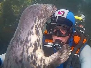 Знакомство аквалангиста с тюленем набирает просмотры в YouTube