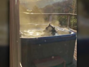 Мишку, расслабляющегося в джакузи, сняли на видео