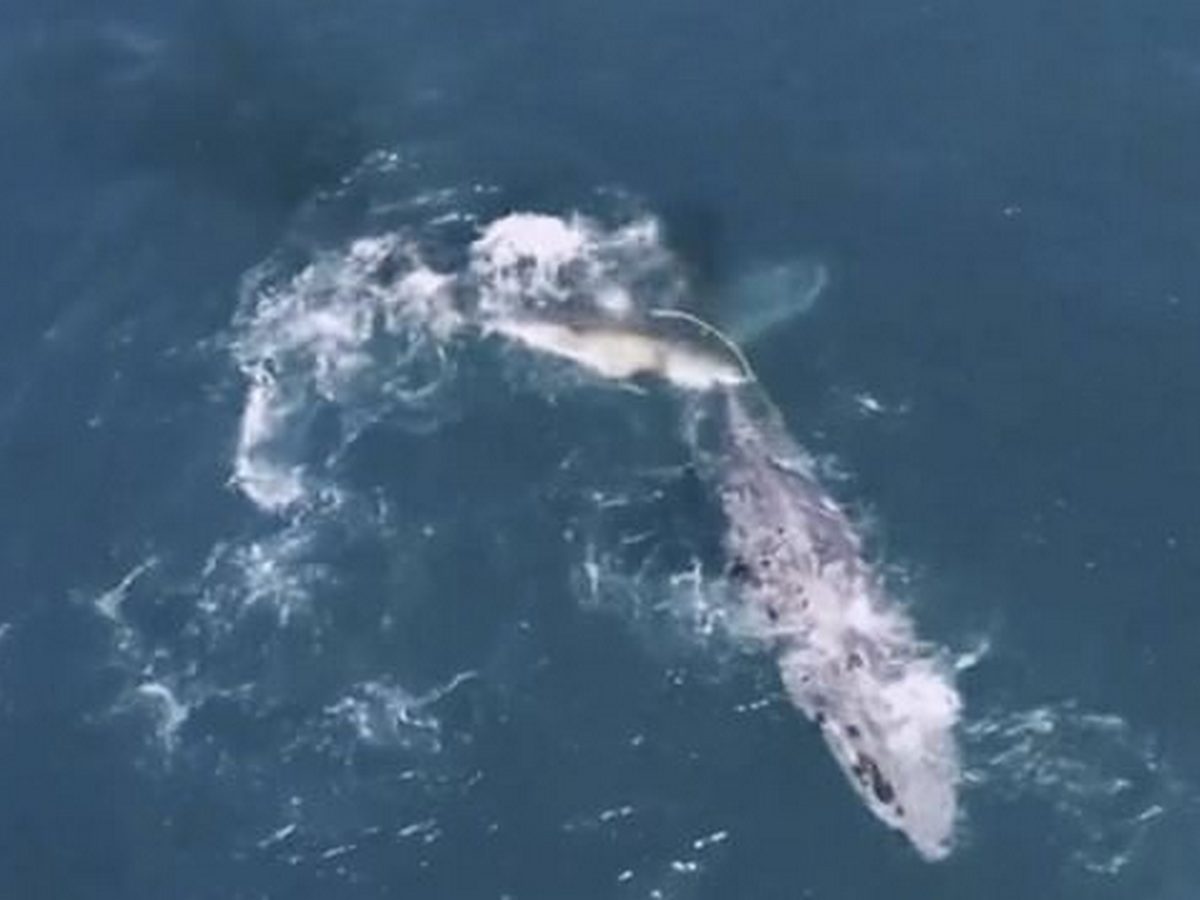 Нападение акулы на горбатого кита собрало около 400 тыс. просмотров в YouTube