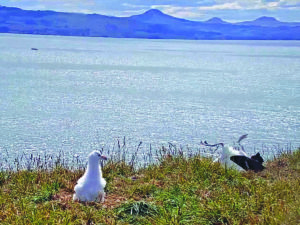В Сети завирусилось видео неуклюжего альбатроса, приземлившегося 