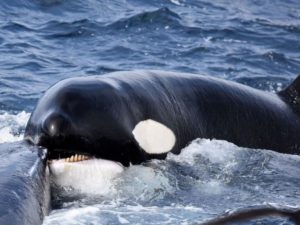 Видео, на котором кит отбивается от атаки косаток, собрало более 150 тысяч просмотров