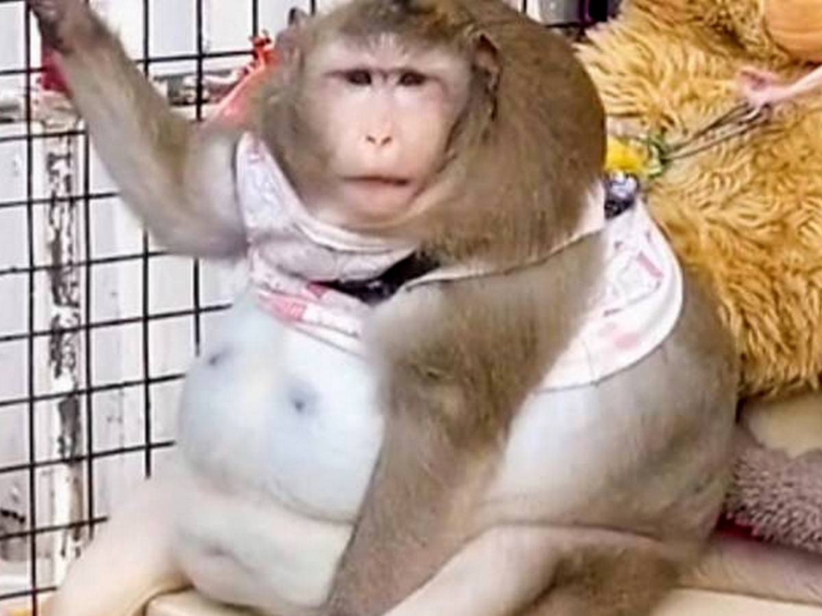 В Тайланде ожиревшую обезьяну посадили на диету
