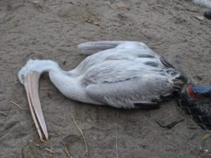 В Дагестане массово гибнут краснокнижные пеликаны: начата проверка