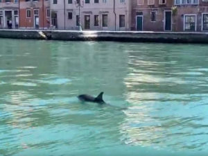 Очевидцы сняли на видео дельфинов в центре Венеции