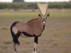 Пауки сплели 