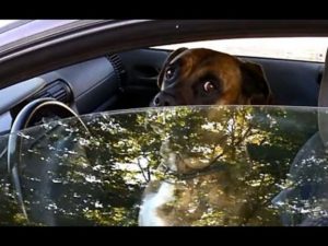 Собака за рулем автомобиля набирает просмотры в соцсетях