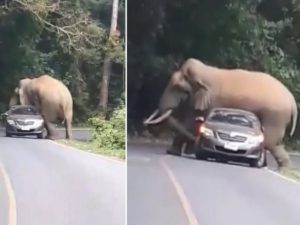 В Тайланде слон едва не раздавал автомобиль с людьми