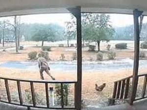 Сторожевой петух стал интернет-звездой и заменил хозяевам собаку