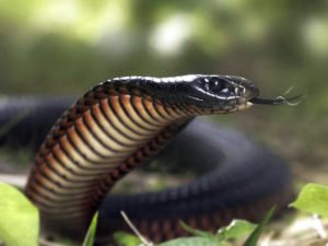 мея попала в дом и спряталась в ингаляторе