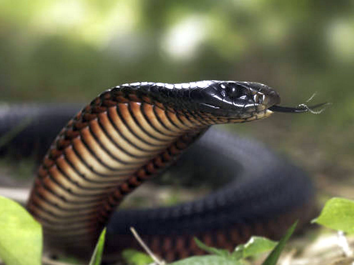 В Австралии змея попала в дом и спряталась в ингаляторе