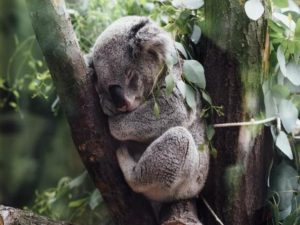 Самая старая коала стала героиней Книги рекордов Гиннесса