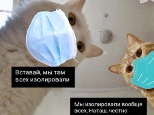 Автор популярного мема про котов запатентует свою шутку