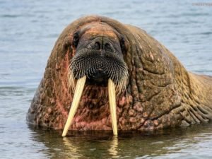 В Сети обсуждают моржа-путешественника, сбежавшего из Арктики