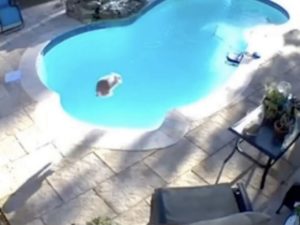 В Сети обсуждают кролика, 