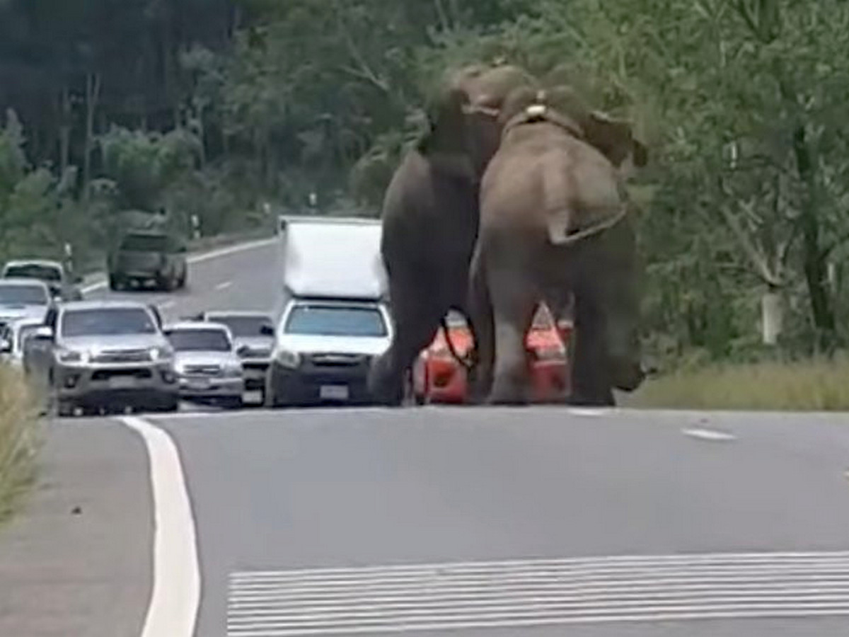 Слоновья потасовка парализовала движение на шоссе