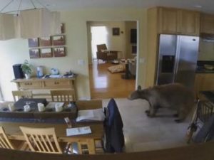 Маленькие собачки выгнали медведя из дома