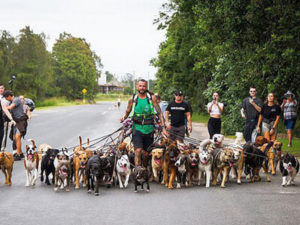 Мужчина, мечтающий о рекордах, отправился на прогулку с 55 собаками