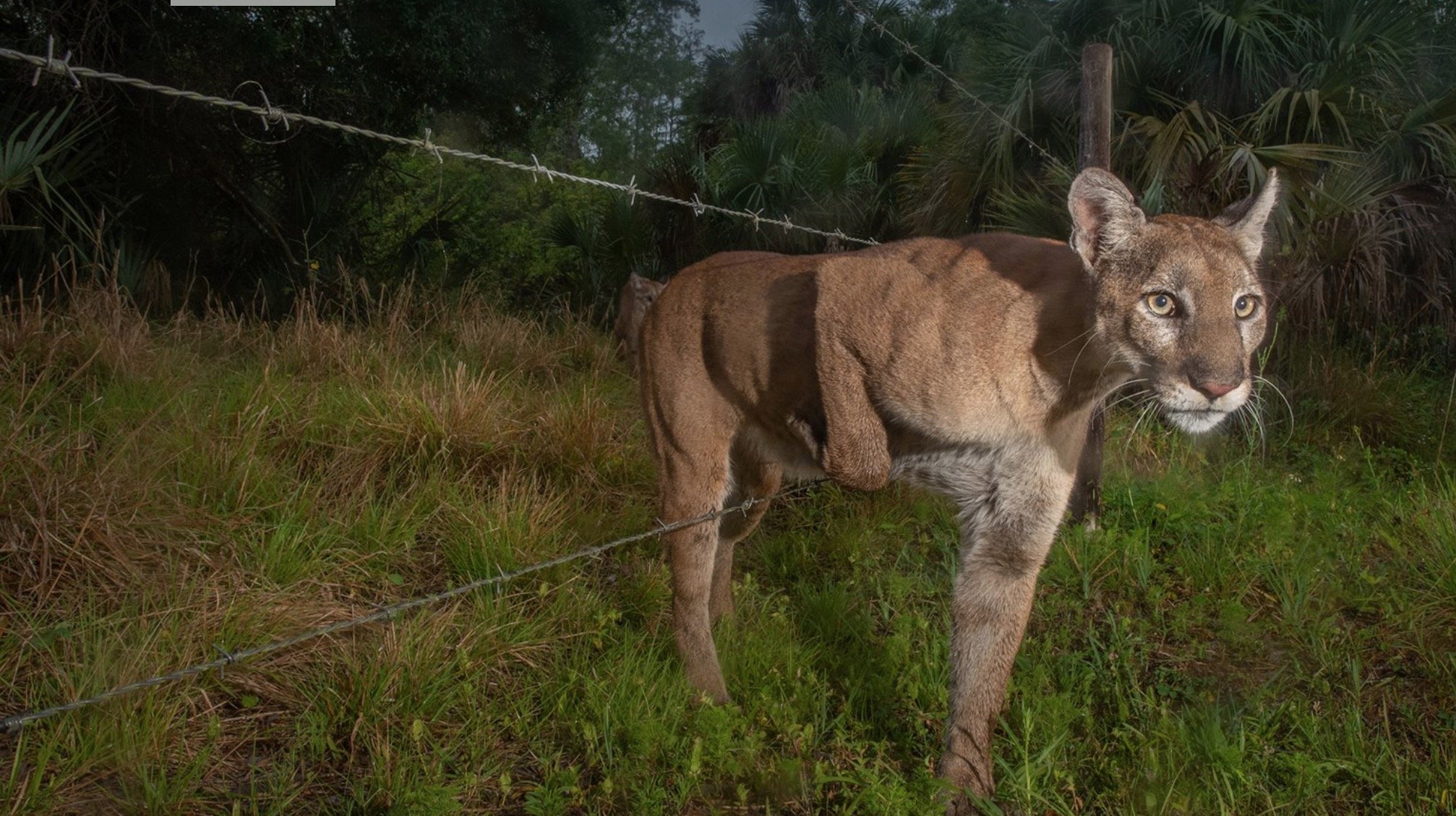 Лучшие фотографии World Press Photo