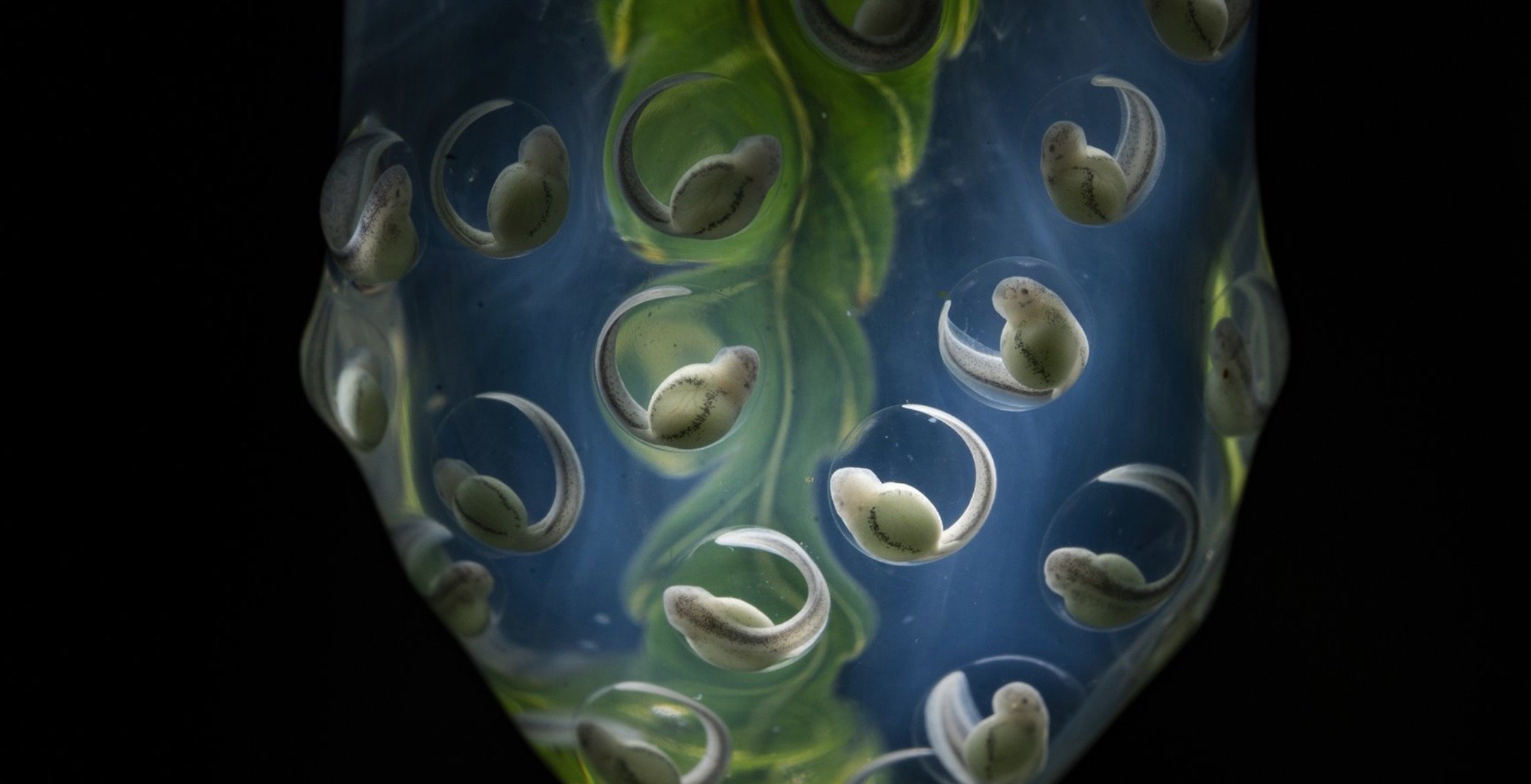 Лучшие фотографии World Press Photo