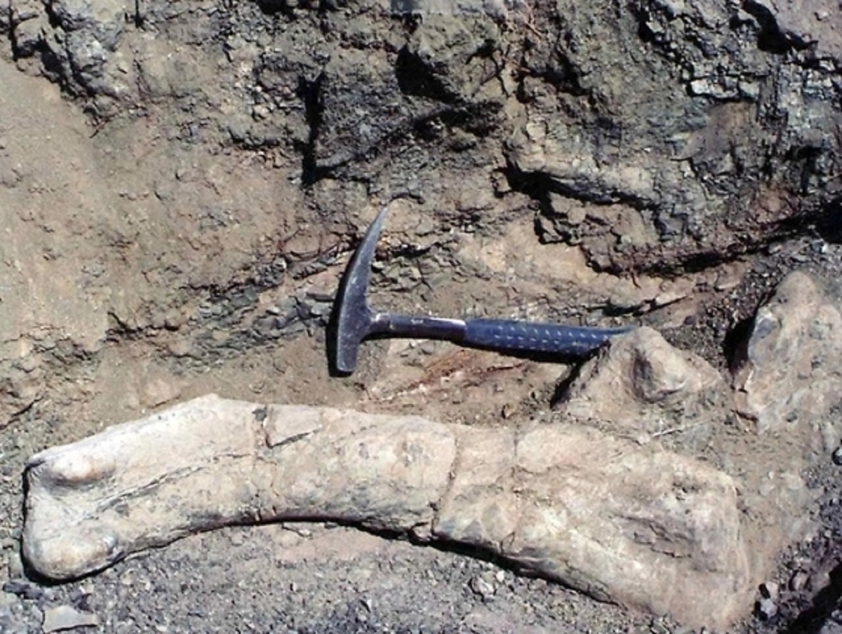 Палеонтологи обнаружили неизвестный вид динозавра в пустыне Чили