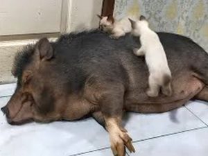 В Сети завирусилось видео с котятами, оседлавшими свинью